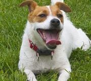 1ferryfarmboardingkennels4