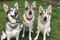 ferryfarmboardingkennels12
