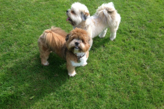 ferryfarmboardingkennels13